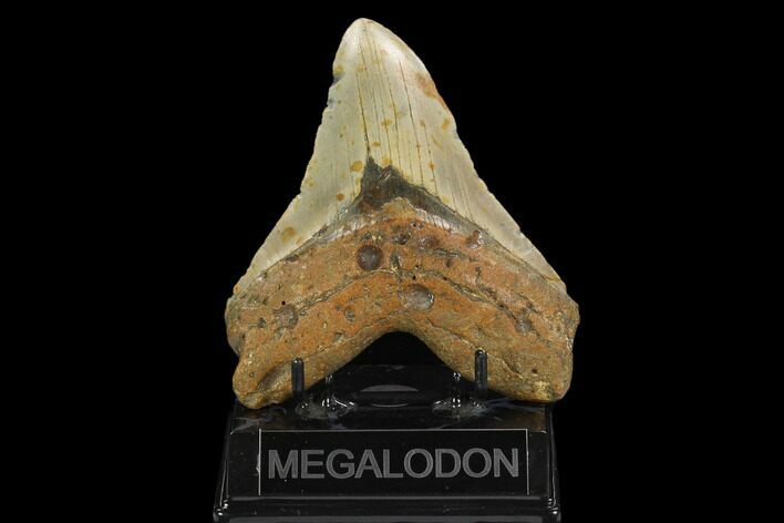 Fossil Megalodon Tooth - North Carolina #124973